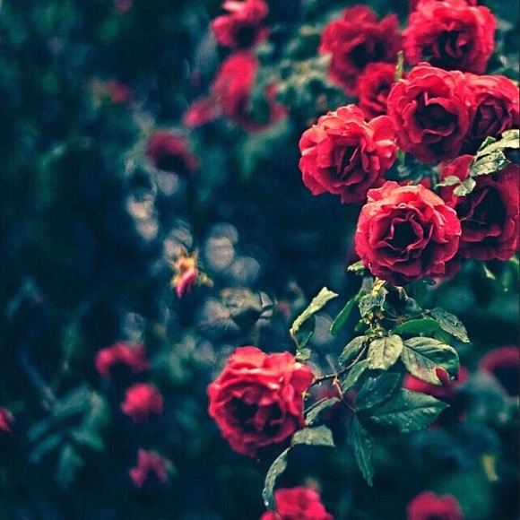 Meet your Posher, mutable - Picture 5 of 6